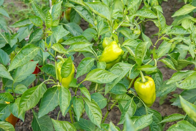 Green bell peppers growing on bushes in the garden. Bulgarian or sweet pepper plant.