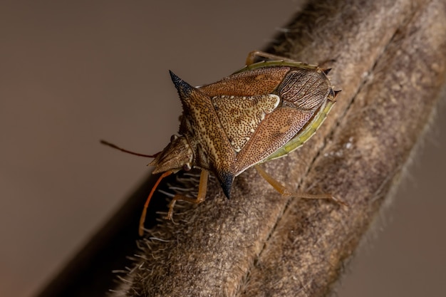 Diceraeus melacanthus 종의 녹색 배꼽 버그