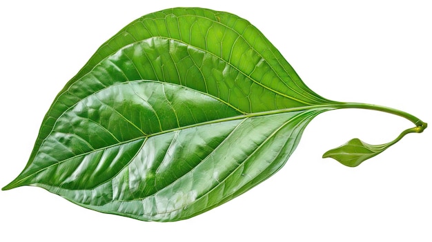 Green betel leaf isolated on white background with clipping path