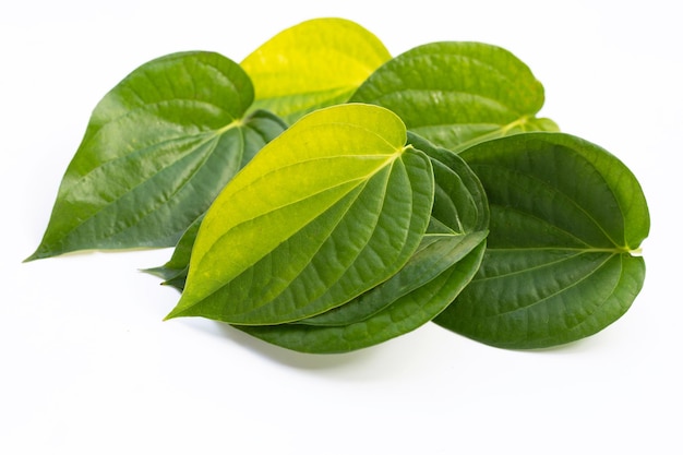 Green betel leaves, Fresh piper betle on white background