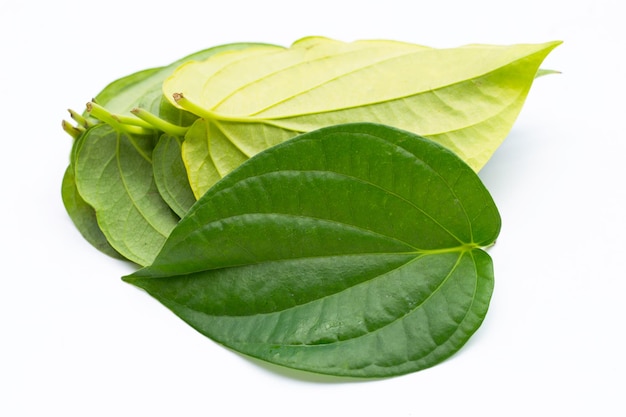 Green betel leaves Fresh piper betle on white background