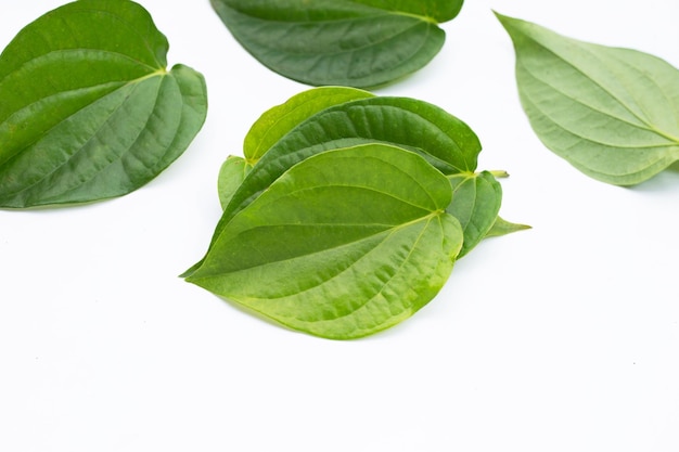 Green betel leaves Fresh piper betle on white background