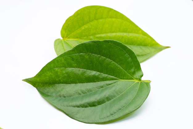 Green betel leaves Fresh piper betle on white background