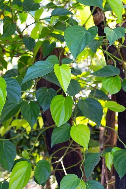 Green betel leaves, Fresh piper betle