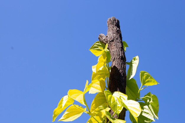 Photo green betel leaves fresh piper betle