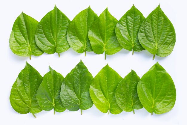 Green betel leaves on white