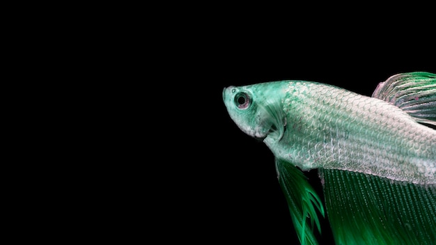 Photo green betta fish with copy space