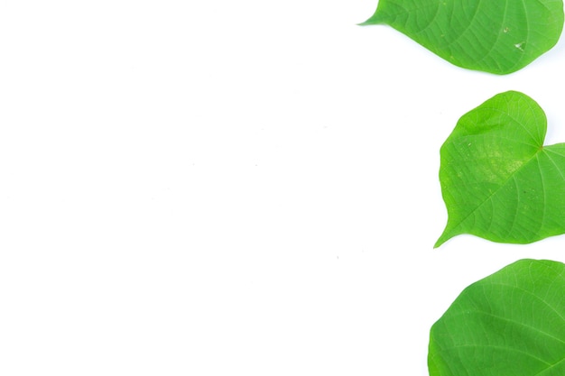 Фото Зеленый лист бидара, изолированные на белом фоне