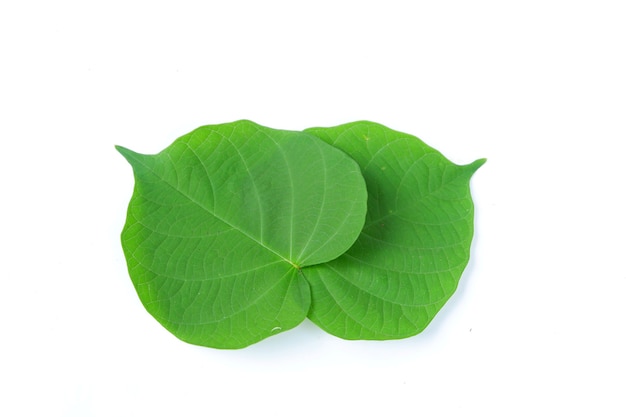 Green bidara leaf isolated on a white background