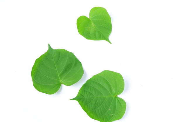 Зеленый лист бидара, изолированные на белом фоне