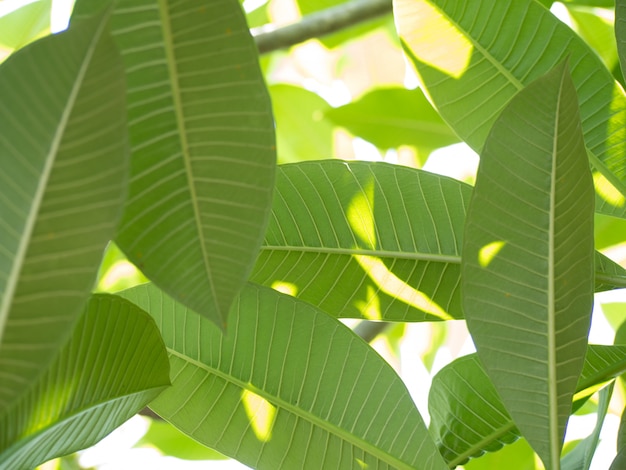 green big leaves against the sun 