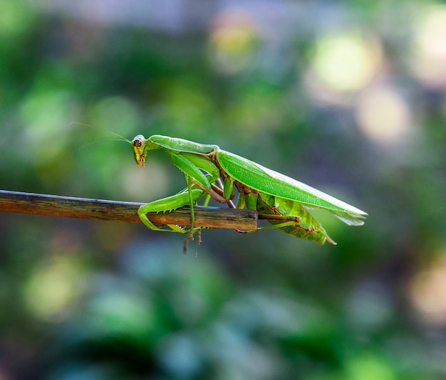 Green big mantis crawling up the stick