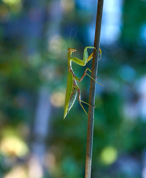 Green big mantis crawling up the stick