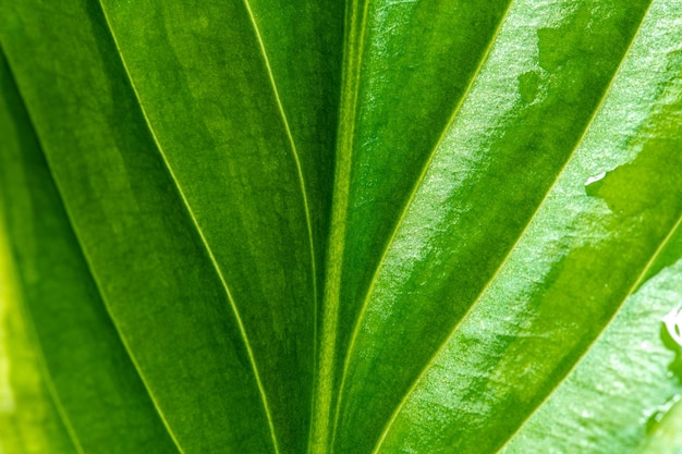 Green big moist leaf wet with water Close up