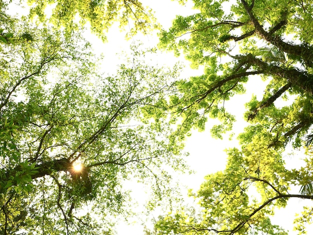 緑の大きな木植物自然の背景