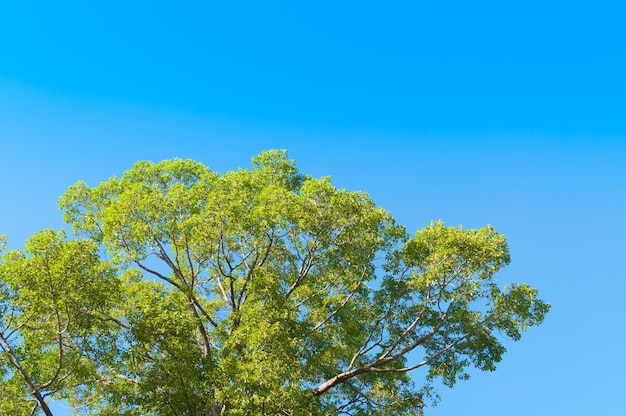 Зеленое большое дерево с голубым небом