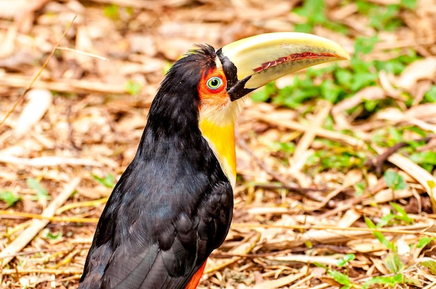 Зеленоклювый тукан (Ramphastos dicolorus), красивый тукан в Бразилии.