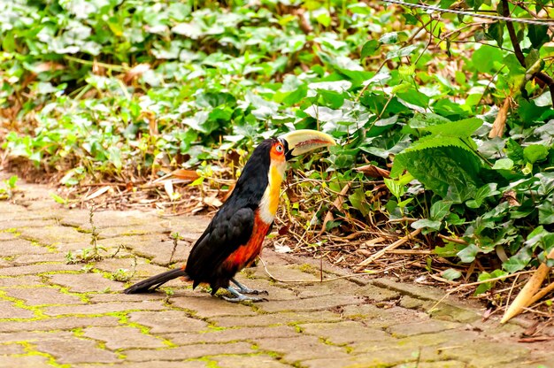 写真 アオハシヒムシ（ramphastos dicolorus）、ブラジルの美しいオオハシ