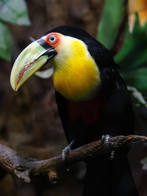 Green billed Toucan