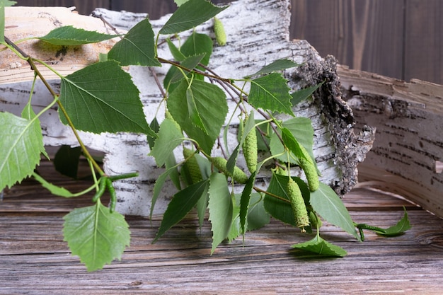 Green birch branch against the background of birch bark