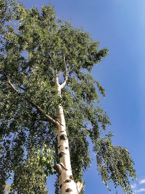 Rami di betulla verde alla luce del sole e cielo blu sullo sfondo