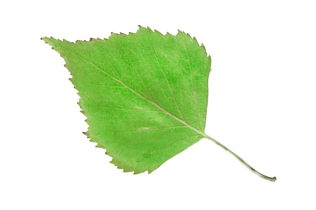 Green birch tree leaf on white background