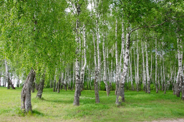 Photo green birches in summer. outside the city.