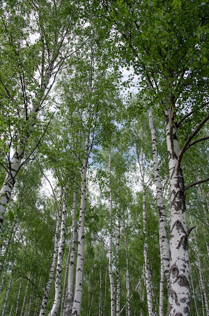 Зеленые березы летом. За городом.