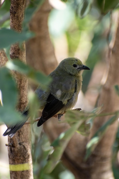 Foto un uccello verde con una coda nera e macchie bianche sul dorso