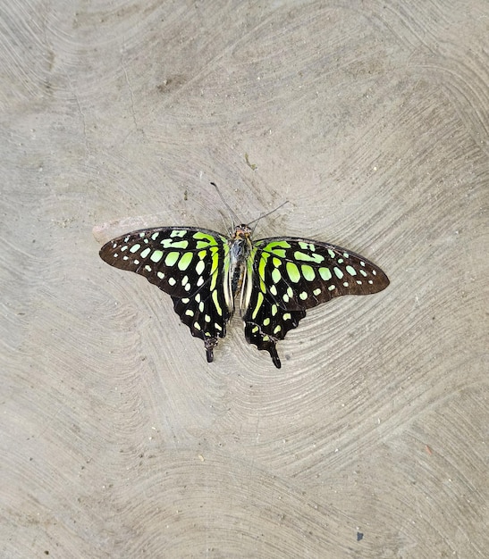A green and black butterfly with white spots on its wings is on a concrete surface.