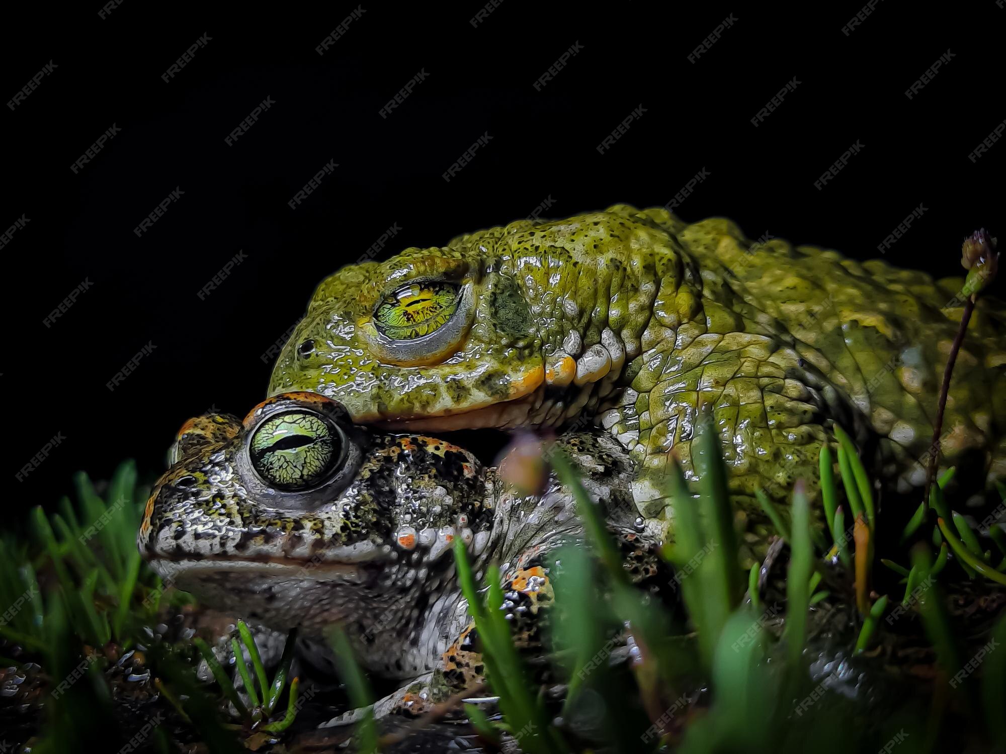 Premium Photo | A green and black frog with a yellow eye and a green