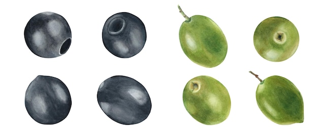 緑と黒のオリーブが白い背景に隔離され,水彩で手で描かれた植物学的なイラスト