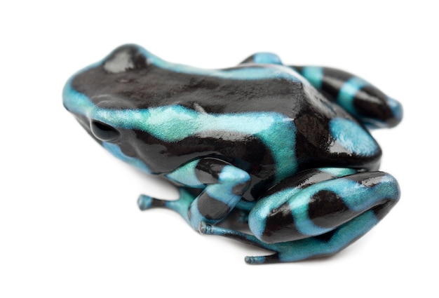 Rana verde e nera del dardo del veleno o la rana verde e nera della freccia del veleno, dendrobates auratus, contro lo spazio bianco