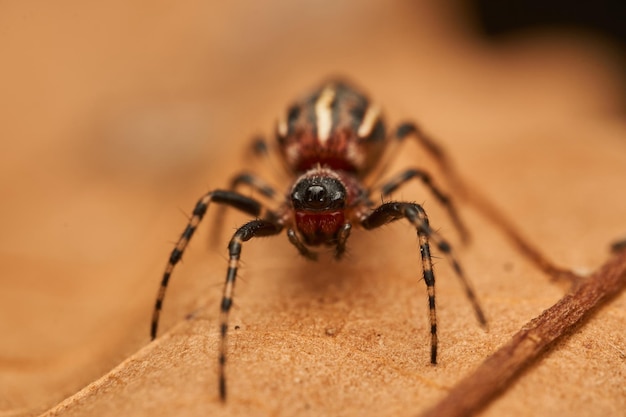 Зеленый и черный паук ходит по коричневому сухому листу