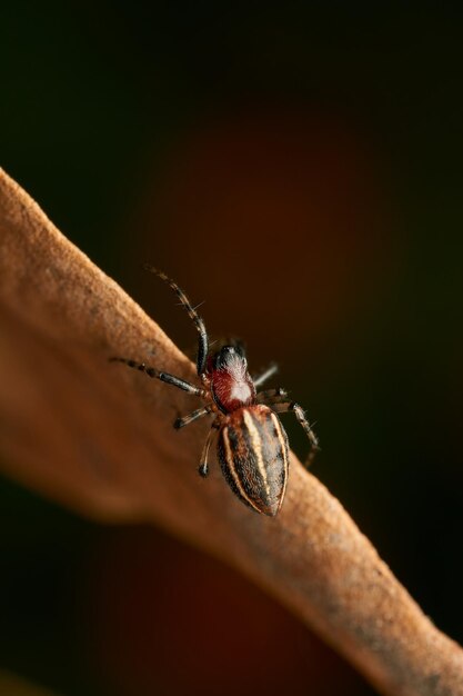 Green and black spider walking on a brown dry leaf