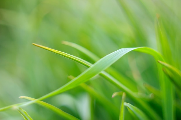 Green blade of grass close-up on blurred background soft focus.