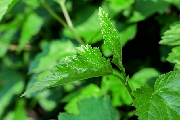 緑の草の葉が森の背景にクローズアップ