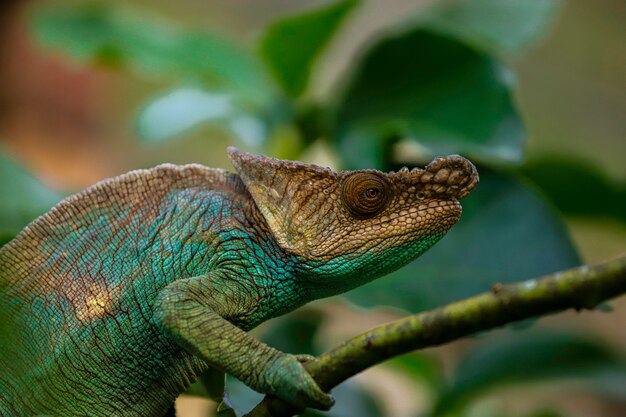 Photo green and blue chameleon of madagascar among the branches