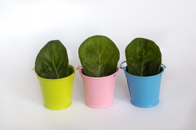Photo green, blue and pink buckets with juicy green leavs