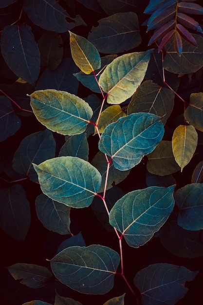 秋の季節に庭に緑と青の植物の葉