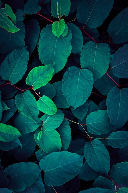 Green and blue plant leaves textured in the nature in autumn