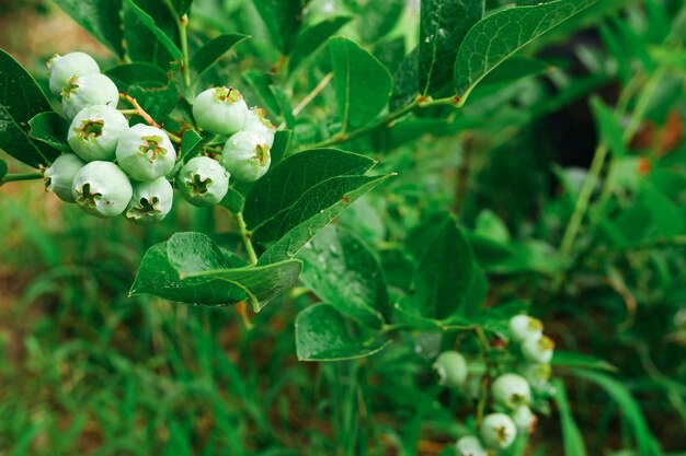 관목 에 있는 녹색 블루베리 가지 에 있는 미숙한 베리 의 클로즈업 사진 Vaccinium corymbosum