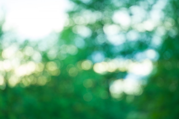 Green blurred background. Green bokeh out of focus foliage background. Fresh green bio abstract blurred background.