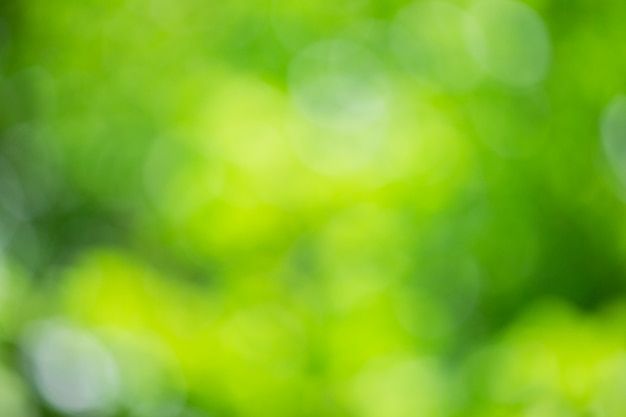 Green blurred background and sunlight