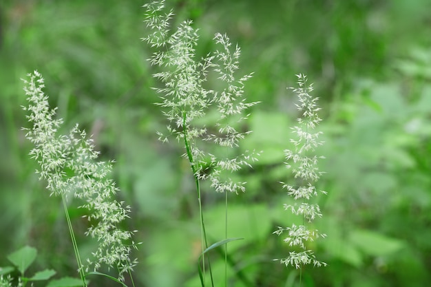 Photo green blurred background with forest herbs. herbs in nature.