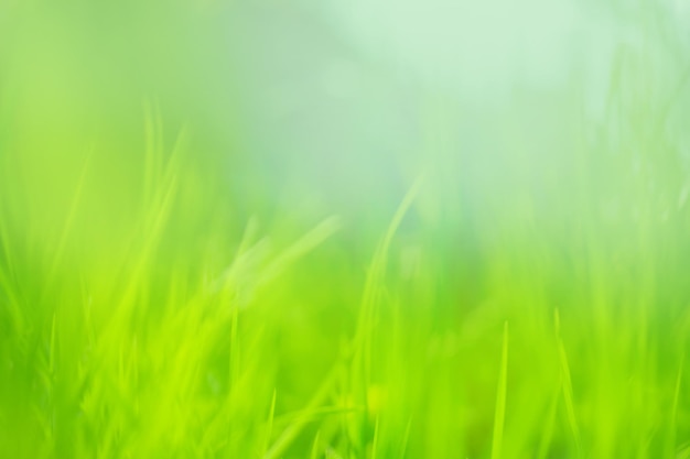 Green blurred bokeh background with motion effect