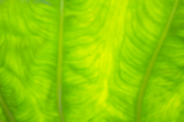 Зеленый размытый фон листвы