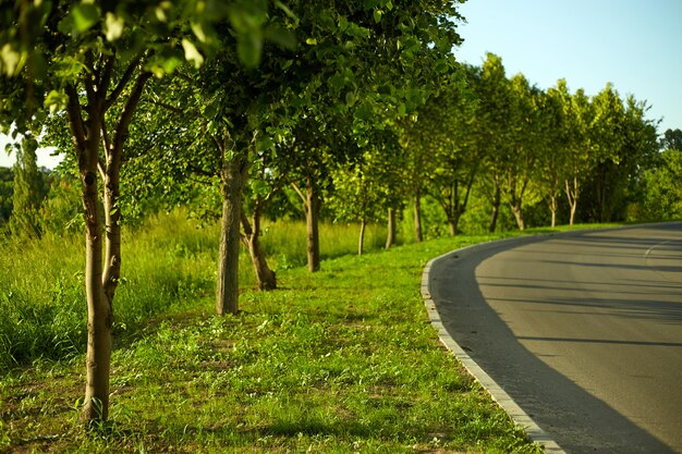 Green blurred space and sunlight