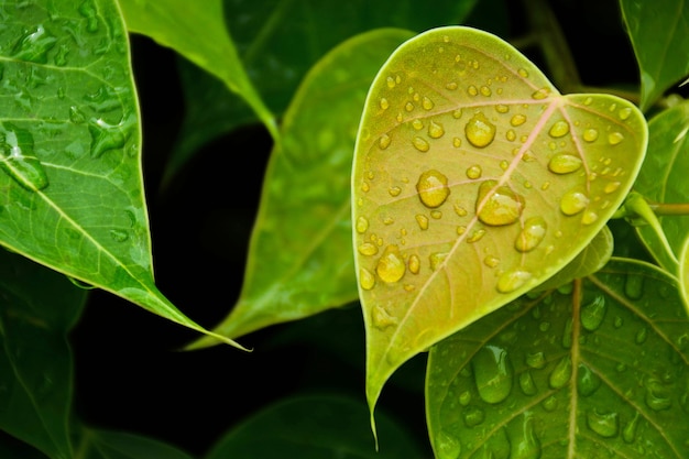 Green bo leaf after raining day