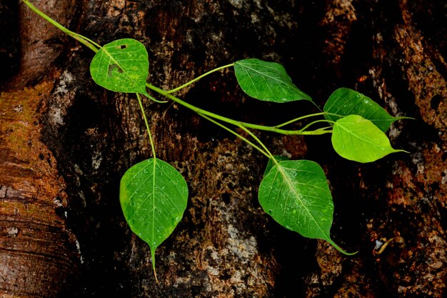 Green bo leaf on tree root after raining day